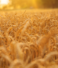 The Importance of Whole Grains